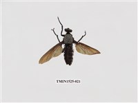 藏品(膜翅目及雙翅目)的圖片